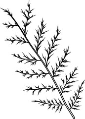 Naklejka premium Juniper leaf outline vector