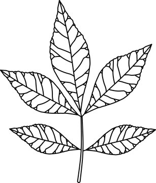 Hickory leaf outline vector