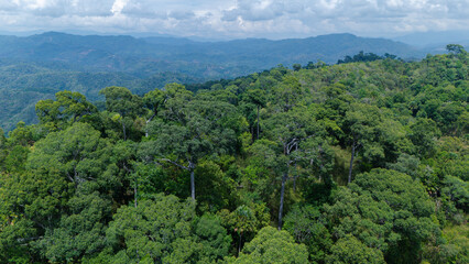Fototapeta premium A dense tropical rainforest stretches across rolling hills under a cloudy sky, with distant mountains visible in the background.