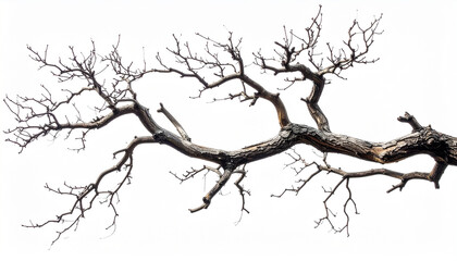 Obraz premium Gnarled and crooked branch from a dead tree on white background. Lifeless natural element. Close-up.