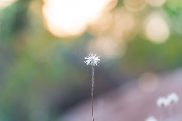 Naklejka premium Small White Flower in the Morning