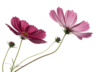 Two cosmos flowers in pink and magenta bloom gracefully with buds on slender stems creating delicate and natural floral beauty