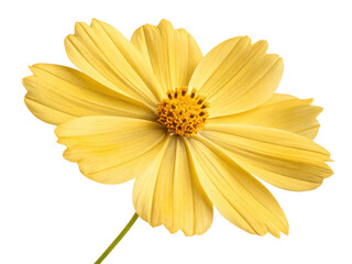 Obraz premium Bright yellow flower blooms with delicate petals spreading wide like cosmos in peaceful sky, radiating natural beauty and calm