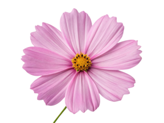 Delicate pink flower blooms with soft petals radiating from bright yellow center like cosmos in gentle sunlight