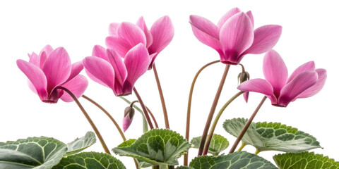 Cyclamen flower with vibrant pink petals and green leaves creates lively and charming natural scene full of delicate beauty and fresh colors