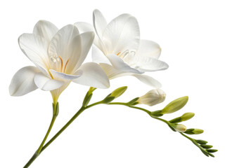 Beautiful freesia flowers bloom gracefully, showcasing their delicate petals and vibrant green stems, perfect for any floral arrangement