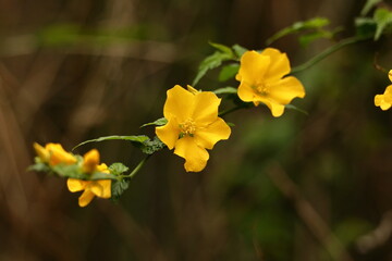 鮮やかな黄金色に咲く