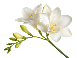 Beautiful freesia flower blooms gracefully with delicate petals and vibrant yellow accents, symbolizing elegance and purity