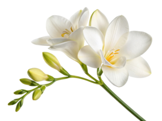 Beautiful freesia flower blooms gracefully with delicate petals and vibrant yellow accents, symbolizing elegance and purity