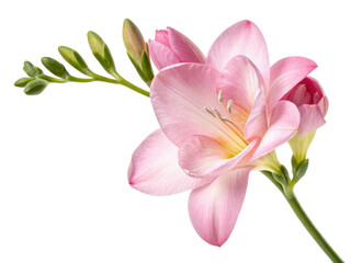 Fototapeta premium Beautiful freesia flower in soft pink hues showcases delicate petals and budding blooms, evoking sense of tranquility and elegance