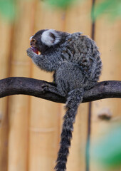 marmoset monkeys