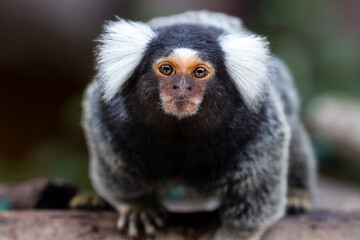 marmoset monkeys