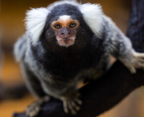 marmoset monkeys