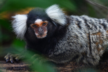 marmoset monkeys