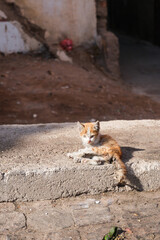 A stray cat or kitten that is starving on the street in a sunny holiday location.
