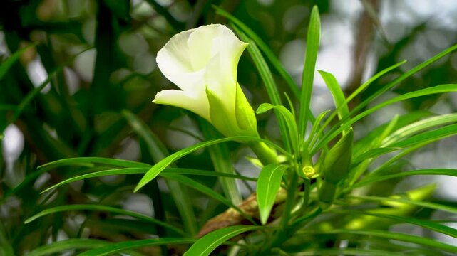 Thevetia peruviana or Yellow Oleander flowers close up shot