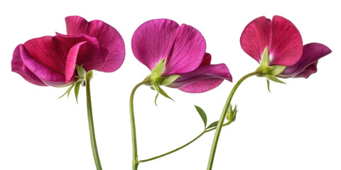 Sweet pea flowers bloom in vibrant shades of pink, showcasing their delicate beauty and charm in stunning display