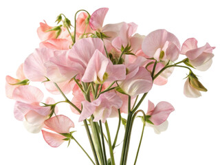 Sweet pea flowers bloom gracefully, showcasing delicate pink petals that evoke sense of beauty and tranquility
