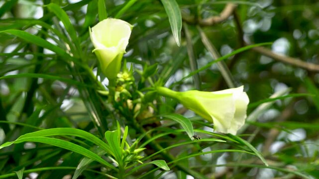Thevetia peruviana or Yellow Oleander flowers with insects flying around