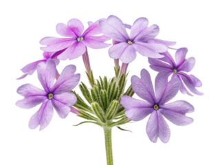 Verbena flowers bloom beautifully in clusters showcasing delicate purple petals that bring joy to any garden or floral arrangement