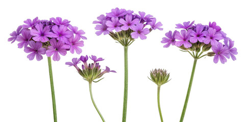 Obraz premium Beautiful verbena flowers bloom in vibrant purple hues showcasing nature artistry and elegance