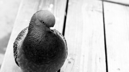 Beautiful blue dove on a bench very close
