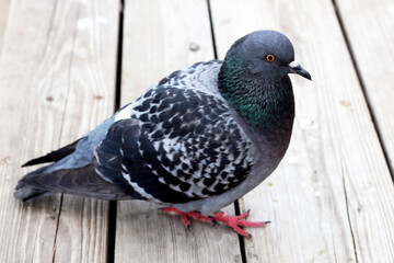 Beautiful blue dove on a bench very close