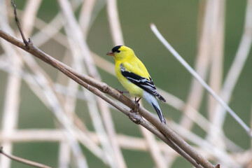 goldfinch on branch