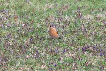 robin in the grass