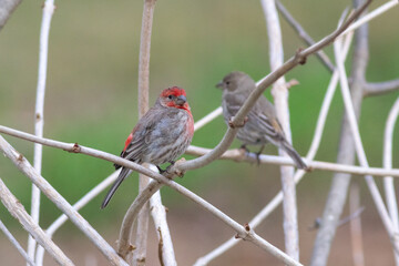 birds on a branch