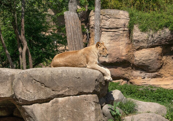 A lone lion lies on a large rock, surveying the surroundings. His thick mane and calm posture...