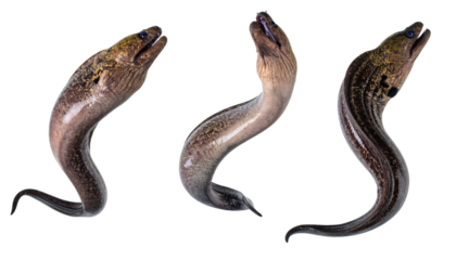 Moray eels swimming against clean transparent background, clipping path provided