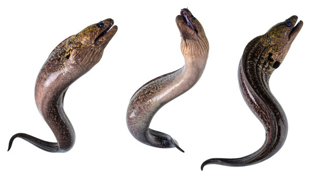 Moray eels swimming against clean transparent background, clipping path provided