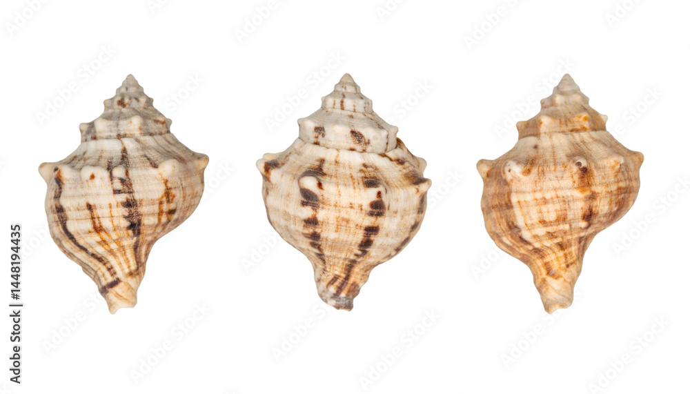 Poster three seashells rotating on transparent background with clipping path