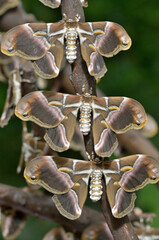 Ailanthus silkmoth resting on branch with cocoons in tropical forest