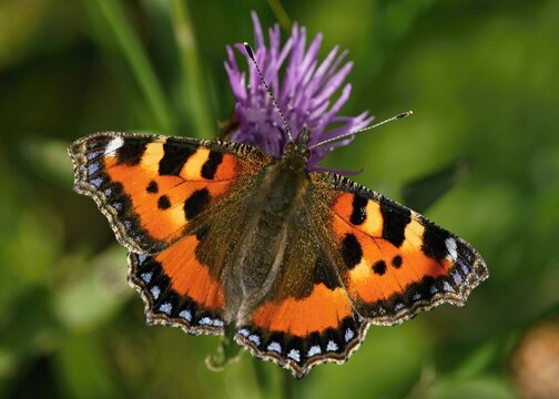 Small tortoiseshell butterfly feeding on purple flower in nature