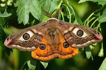 Emperor moth showing eye spots resting on green leaves © insideportugal