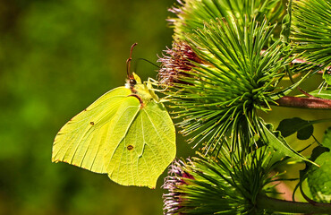 Brimstone butterfly feeding on greater burdock flower in summer