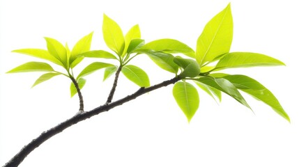 Obraz premium Tree of heaven sapling branch showing fresh leaves and smooth stem, isolated on white
