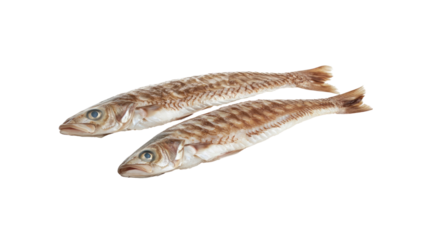 Two Fresh Whiting Fish on Transparent Background