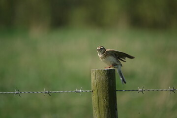 Eurasian skylark (Alauda arvensis)