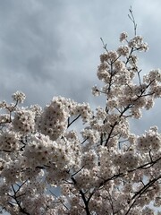 cherry tree in bloom, spring flowers, blossom 