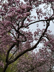 Magnolia blossom
