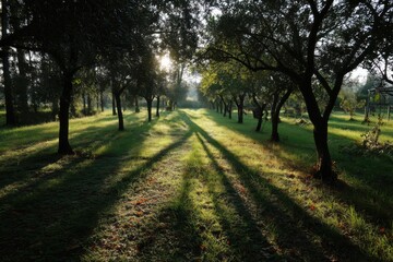 Tranquil orchard scene showing sunrise through rows of trees creating shadows on vibrant green grass field