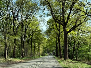 road in the park