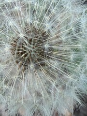 dandelion seed head close up