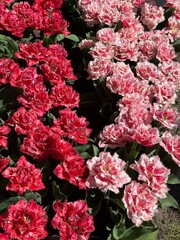 red and white tulips, spring, fields, background, fluffy tulips