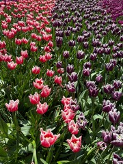 red and white tulips field