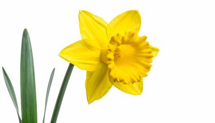 Yellow Daffodil Blossom Against White Background