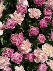 Pink tulips background. Tulips fields